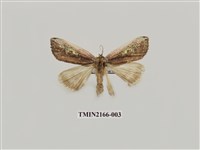 藏品(亂斑波紋蛾)的圖片